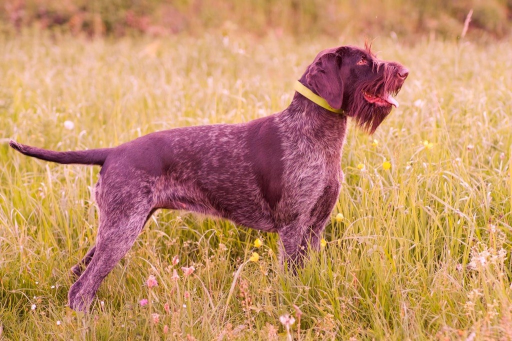 Les Chien d'arrêt allemand à poil dur de l'affixe De La Plaine D'herbaumé