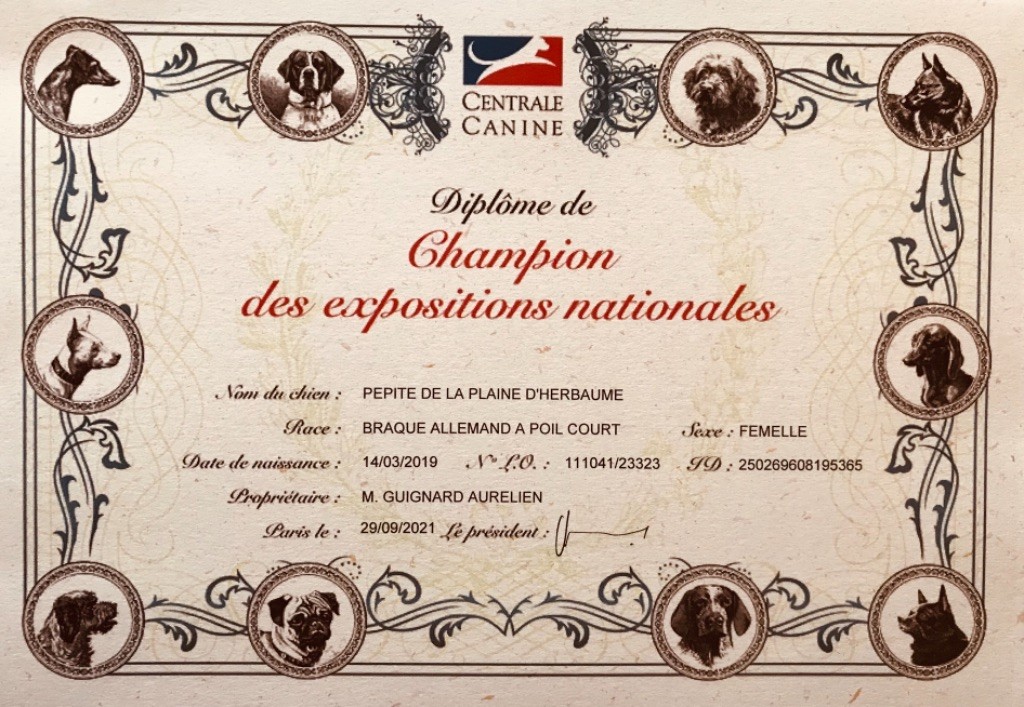 De La Plaine D'herbaumé - Le premier diplôme de champion pour Pépite !!! 