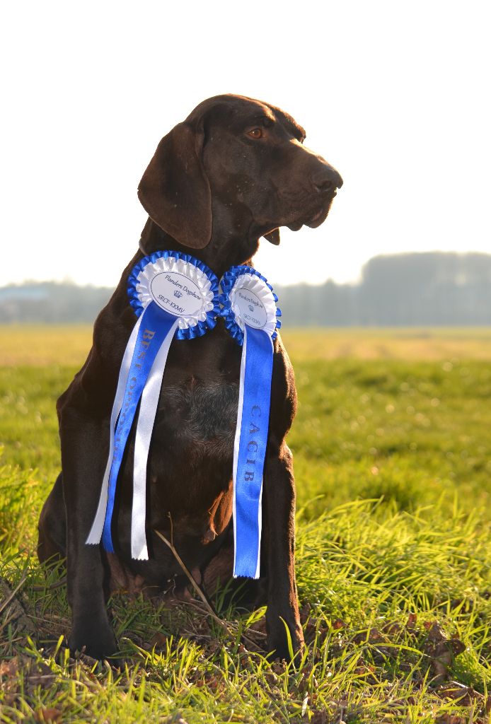 De La Plaine D'herbaumé - 48e FLANDERS DOG SHOW à Gent !!!