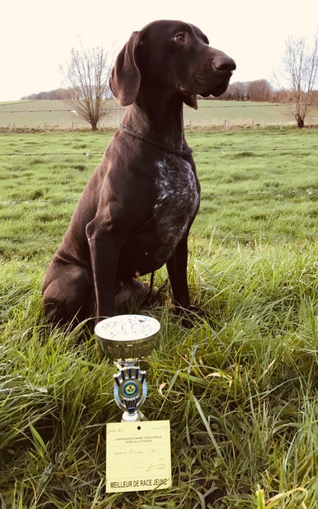 De La Plaine D'herbaumé - 2ème du Best In Show Jeune à Amiens !!!