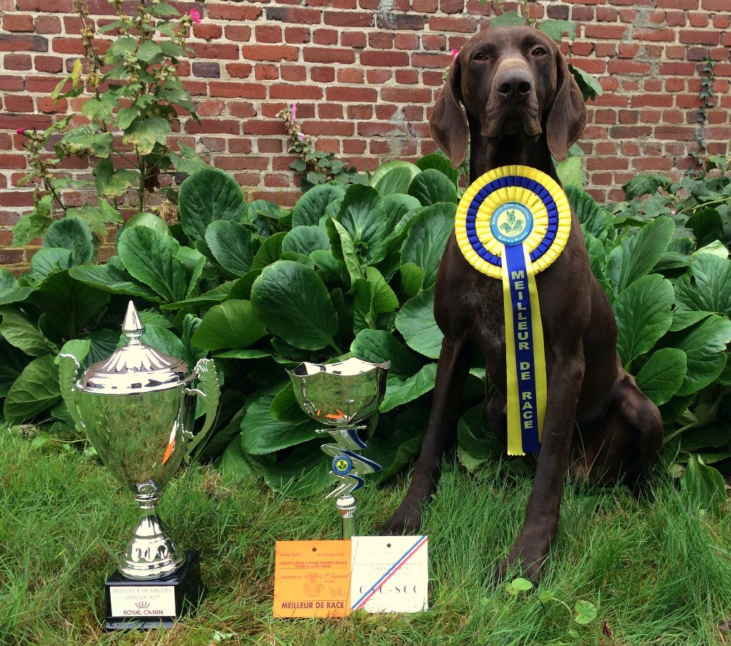 De La Plaine D'herbaumé - Palmarès des expositions canines 2017