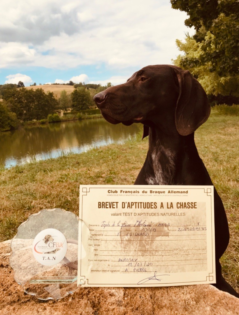 De La Plaine D'herbaumé - Brevet Aptitudes à la Chasse pour Pépite !!!