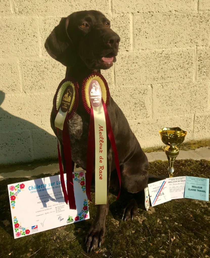 De La Plaine D'herbaumé - Meilleur de Race à Chalette en spéciale !!!