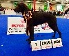  - PARIS DOG SHOW 2018 !!!