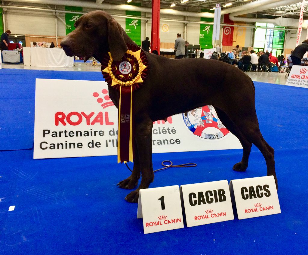 De La Plaine D'herbaumé - PARIS DOG SHOW 2018 !!!